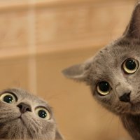 Ja nezini, ko darīt, pēti kaķus! Amizanti fakti par peļu junkuriņiem