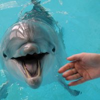 Klaipēdas Jūras muzejā atsāks delfīnterapiju; interese jau tagad esot liela