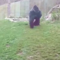 Video: Zoodārzā gorilla pārbiedē ģimeni
