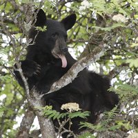 В Канаде черный медведь загрыз туриста