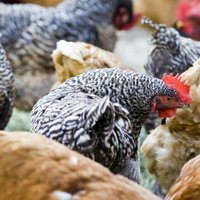 Дуклавс: птичий грипп близко, одна курица может вызвать эпидемию
