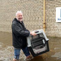 ФОТО. В Елгаве затоплен приют для животных: как спасали постояльцев