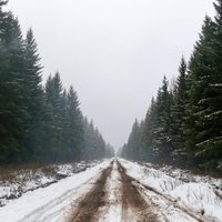Arī šogad valsts mežos drīkstēs cirst eglīti Ziemassvētkiem
