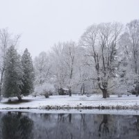 Foto: Baltā ziemas pasaka Nacionālajā botāniskajā dārzā