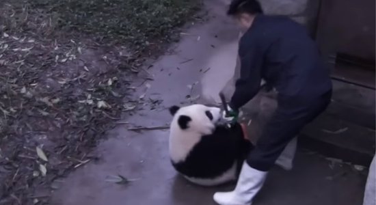 Video: Nešpetns pandu lācis gandrīz atņem kopējam slotu