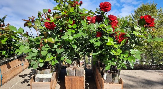 Rožu laukumu Liepājā rotās 410 jaunas rozes