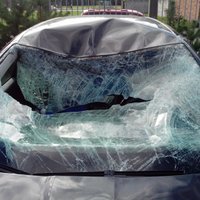 ФОТО: Последствия столкновений Škoda Octavia с лосем и Honda CRV с двумя кабанами