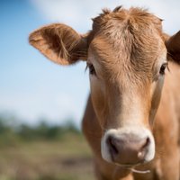 Европарламент запретил кормить животных антибиотиками