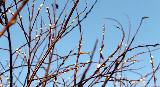 Kā sagaidīt Pūpolsvētdienu pēc senlatviešu tradīcijām