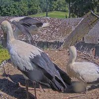 Video: Viņi izaug tik ātri! Stārķu Tuka un Mammas mazulis veic pirmo lidojumu 