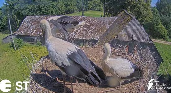 Video: Viņi izaug tik ātri! Stārķu Tuka un Mammas mazulis veic pirmo lidojumu 