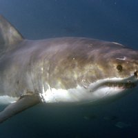 На пляжах Флориды акулы атакуют отдыхающих на мелководье