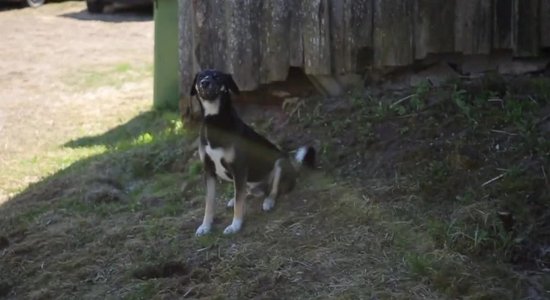 Kā rīkoties, ja no ārzemēm atvests suns kļūst nikns