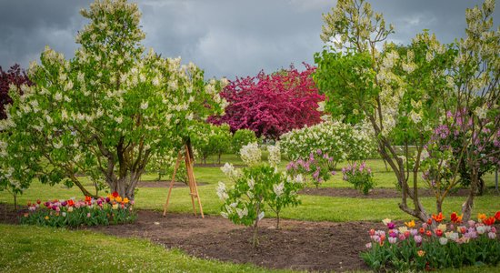 Foto: Dobelē ziedos izplaucis ceriņu dārzs