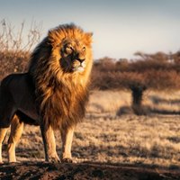Стая львов съела браконьера в национальном парке ЮАР