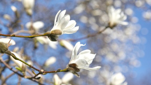 LU Botāniskais dārzs, magnolijas, magnoliju ziedēšana, pavasaris