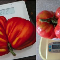 Vai Latvijā lielākais? Salaspiliete izaudzē 1421 gramu smagu tomātu