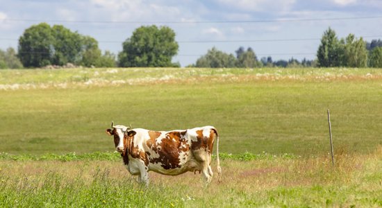 Piena kooperatīvs 'Dundaga' pasludināts par maksātnespējīgu