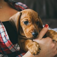 Jauns mājas mīlulis: kā mainās cilvēku ikdiena, kad tajā ienāk suns