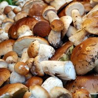 Большая часть собранных в Латвии грибов и ягод уходит за рубеж