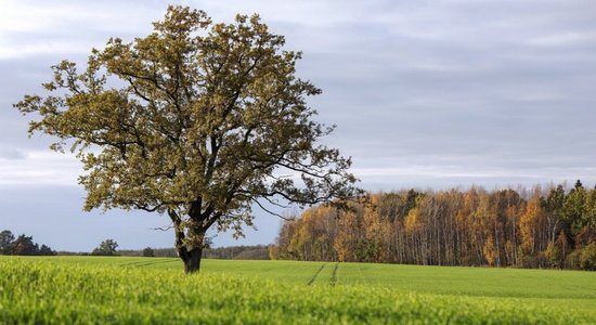 Во вторник в Латвии потеплеет до +15 градусов