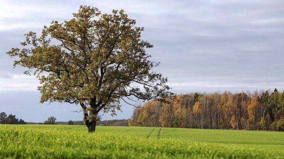 rudens, septembris, mežs, saulains rudens