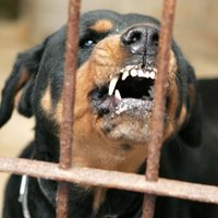 Голодные и агрессивные - в Иманте свора собак держит в страхе весь район (+ комментарий полиции)