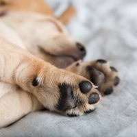 Дело о корме Dogo: производитель хочет засудить ветеринаров почти на полмиллиона евро
