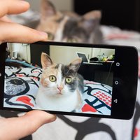 Ja publicē fotogrāfijas ar kaķi sociālajos tīklos: trīs būtiski noteikumi, kas jāievēro