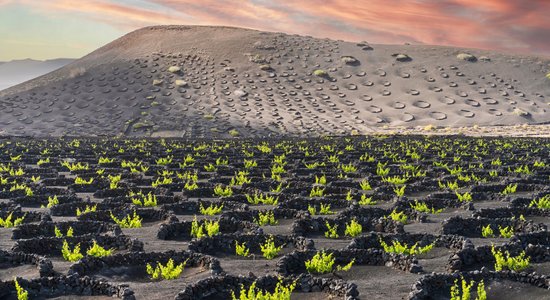 Noslēpumainā Lanzarote, kur vīnogas zeļ vulkāniskajos pelnos 