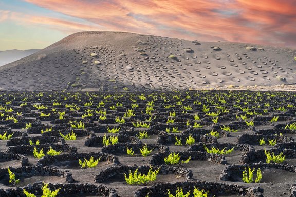 Noslēpumainā Lanzarote, kur vīnogas zeļ vulkāniskajos pelnos 