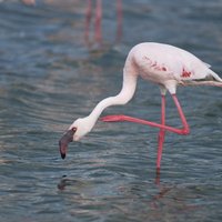 Teksasā manīts flamingo, kurš 2005. gadā izbēdzis no zoodārza