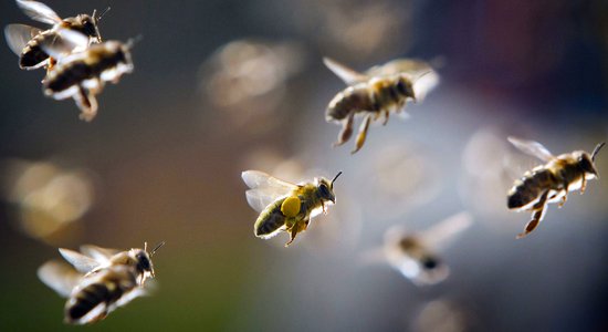 Засуха, энергоресурсы, украинский мед — в пчеловодстве назревает кризис