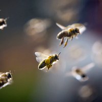 Laika apstākļu dēļ daļai biškopju var sarukt ievāktā medus apmērs, uzskata biedrība