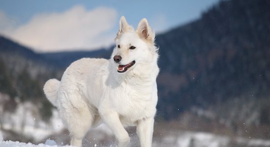 Desmit baltākie mīluļi, kurus sniegā 'pazaudēsi'