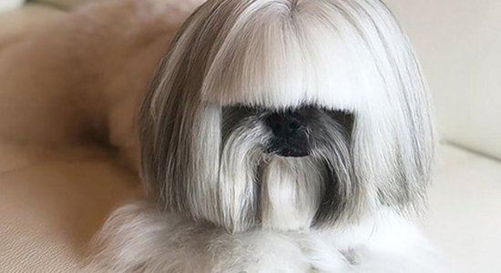 ФОТО: Похожая на Леди Гагу собака стала звездой интернета