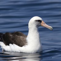 Pasaulē vecākajam savvaļas putnam izšķīlies mazulis