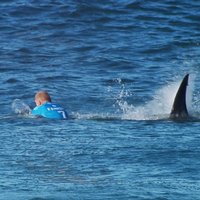 ВИДЕО: Акула напала на чемпиона мира по серфингу