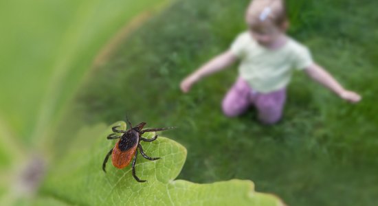 Saķert ērces piemājas dārzā? Kā tās tur nonāk, un kā visefektīvāk ierobežot