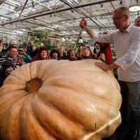 Foto: Krievijā izaudzēts rekordķirbis – 645,5 kilogramus smags milzenis