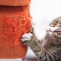 Kāpēc kaķis mēdz skrāpēt mēbeles