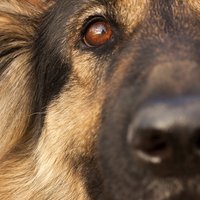 Ugunsgrēkā Līksnas pagastā iet bojā seši suņi