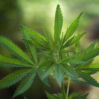 Gruzijā legalizēta marihuānas lietošana
