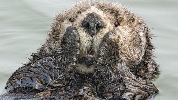 Comedy Wildlife Photography Awards 2019 - 15