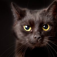 Septiņi interesanti fakti par ķecerīgajiem melnajiem kaķiem