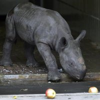 Berlīnes zoo piedzimis smuks degunradzis