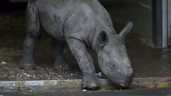 Germany Zoo Black Rhino.JPEG-08cc9 - titul