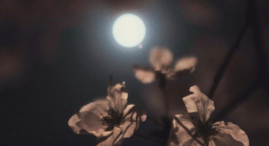 Nepalaid garām – ceturtdien ziedu Mēness uzausīs blakus spožai pārmilzu zvaigznei