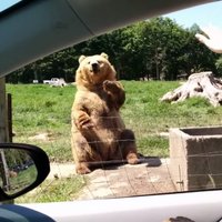 ВИДЕО: Медведь, научившийся ловить еду одной лапой, стал звездой YouTube