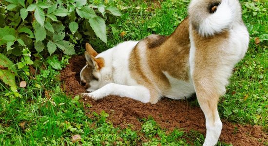 Собака роет ямы в саду. Что с этим можно сделать?